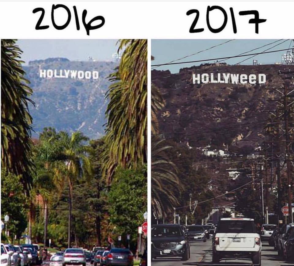 Hollyweed zamiast Hollywood