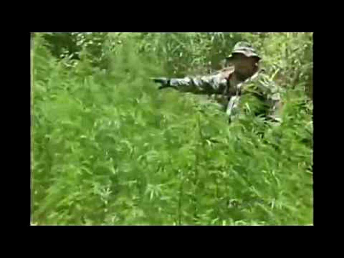 Boliwijskie Wojsko niszczy uprawę marihuany