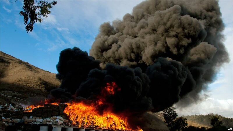 Gigantyczne ognisko z marihuany