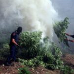 Gigantyczne ognisko z marihuany