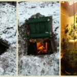 Hodowla marihuany w ziemiance w Rudnej k. Lubina