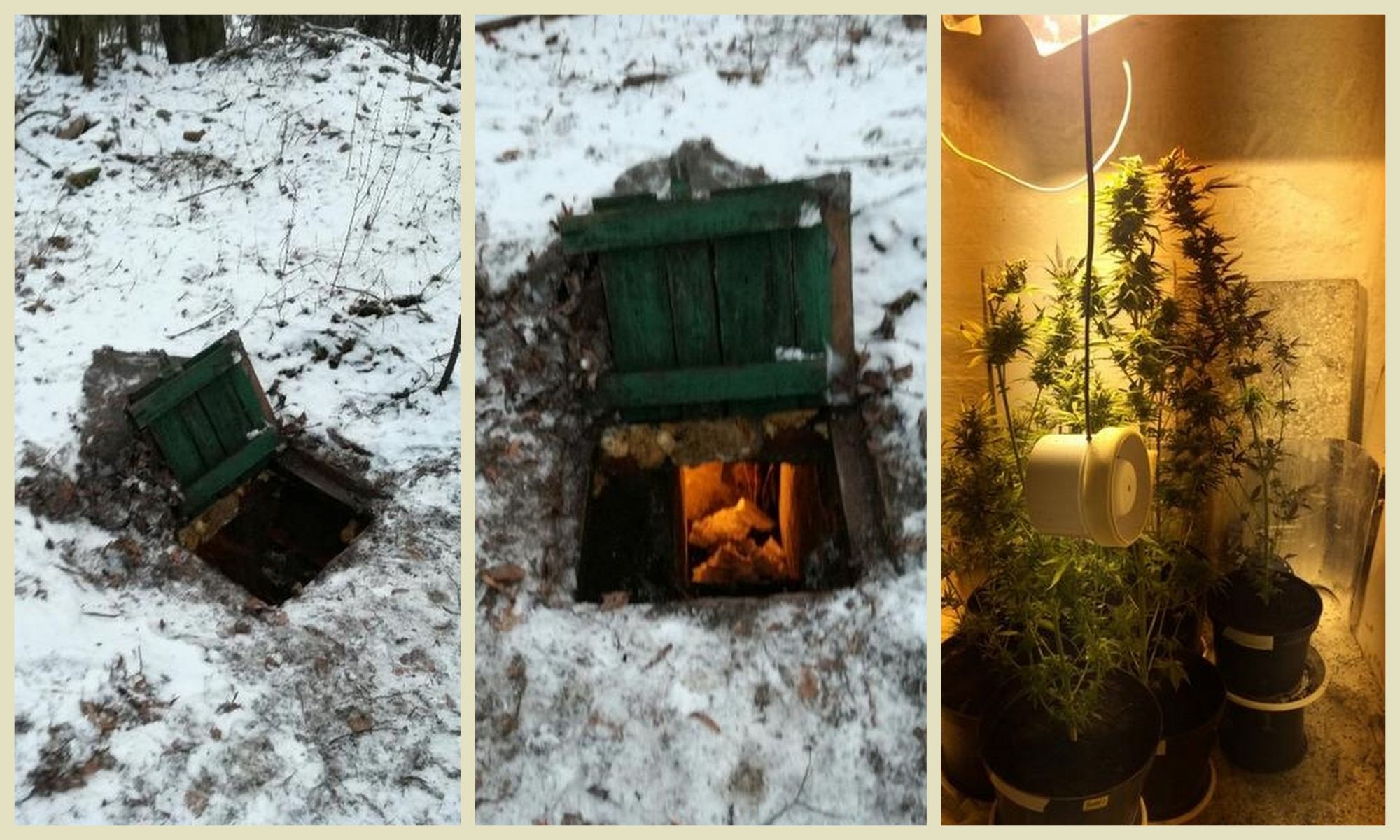 Hodowla marihuany w ziemiance w Rudnej k. Lubina