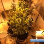 Hodowla marihuany w ziemiance w Rudnej k. Lubina