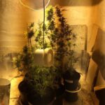 Hodowla marihuany w ziemiance w Rudnej k. Lubina