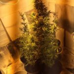 Hodowla marihuany w ziemiance w Rudnej k. Lubina