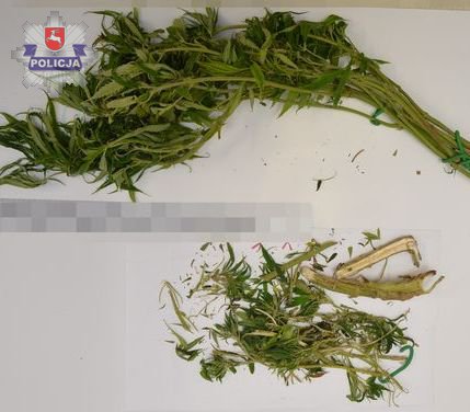 Krzak konopi indyjskich znaleziony na spacerze