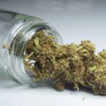 Marihuana medyczna i jej wpływ na nowotworowe, złośliwe zmiany skórne