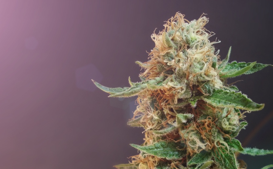 Marihuana medyczna i jej wpływ na nowotworowe, złośliwe zmiany skórne