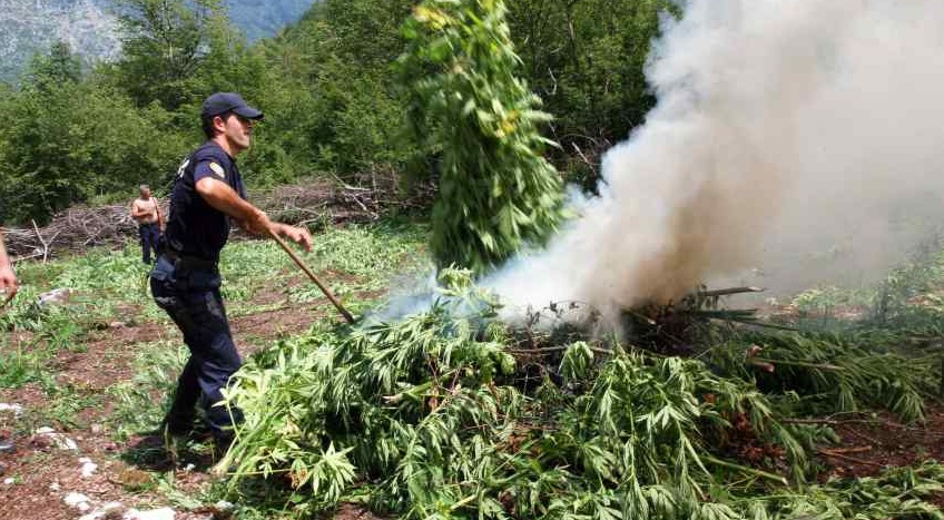 Marihuana w Albanii