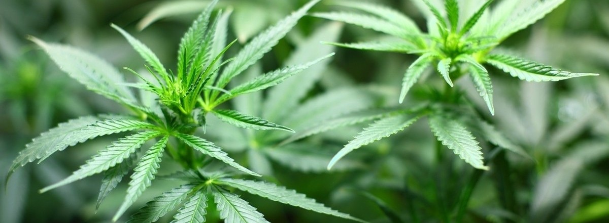 Krzewy konopi indyjskich