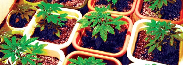 Domowa uprawa marihuany