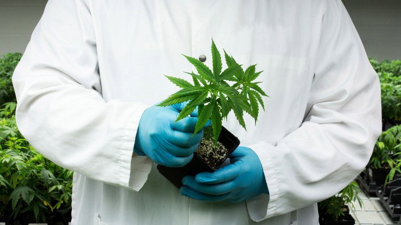 Medyczna marihuana w Polsce