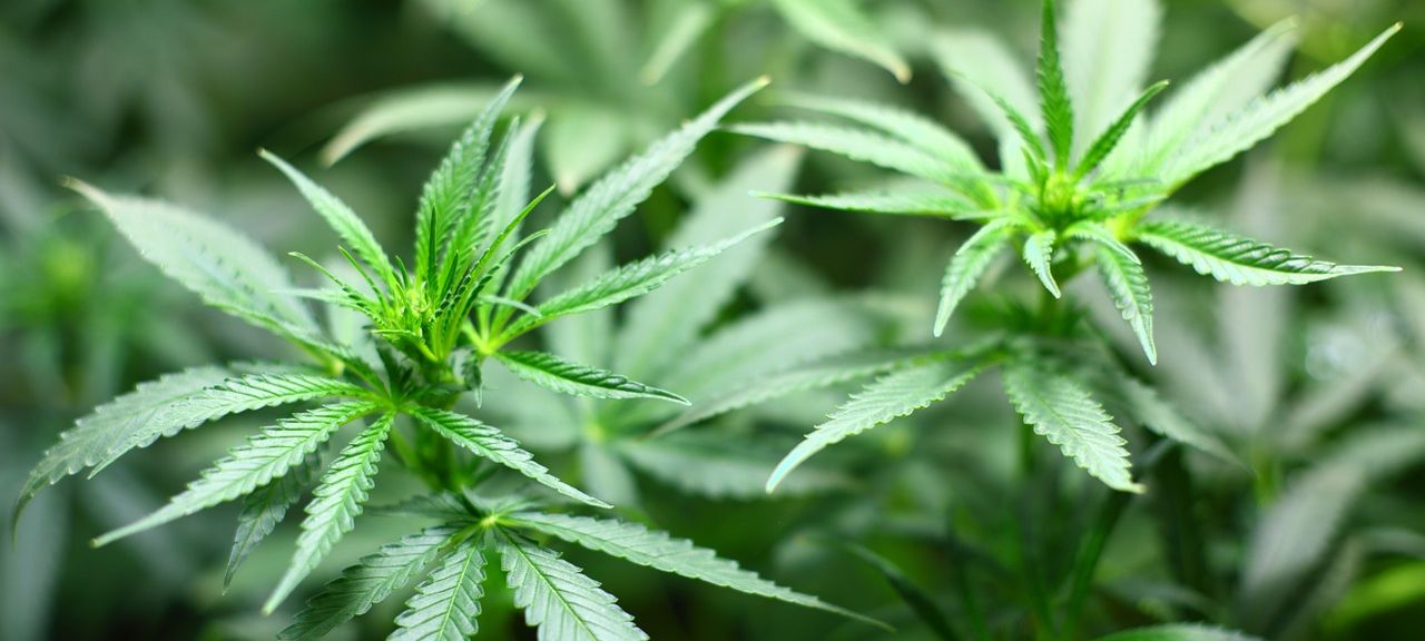 ONZ uzna marihuanę
