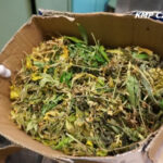 Miał 3,5 kg marihuany, ugryzł policjanta podczas ucieczki