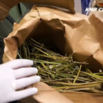 Miał 3,5 kg marihuany, ugryzł policjanta podczas ucieczki