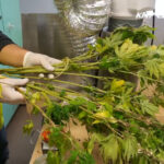 Miał 3,5 kg marihuany, ugryzł policjanta podczas ucieczki