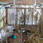 Plantacja marihuany w Horbowie