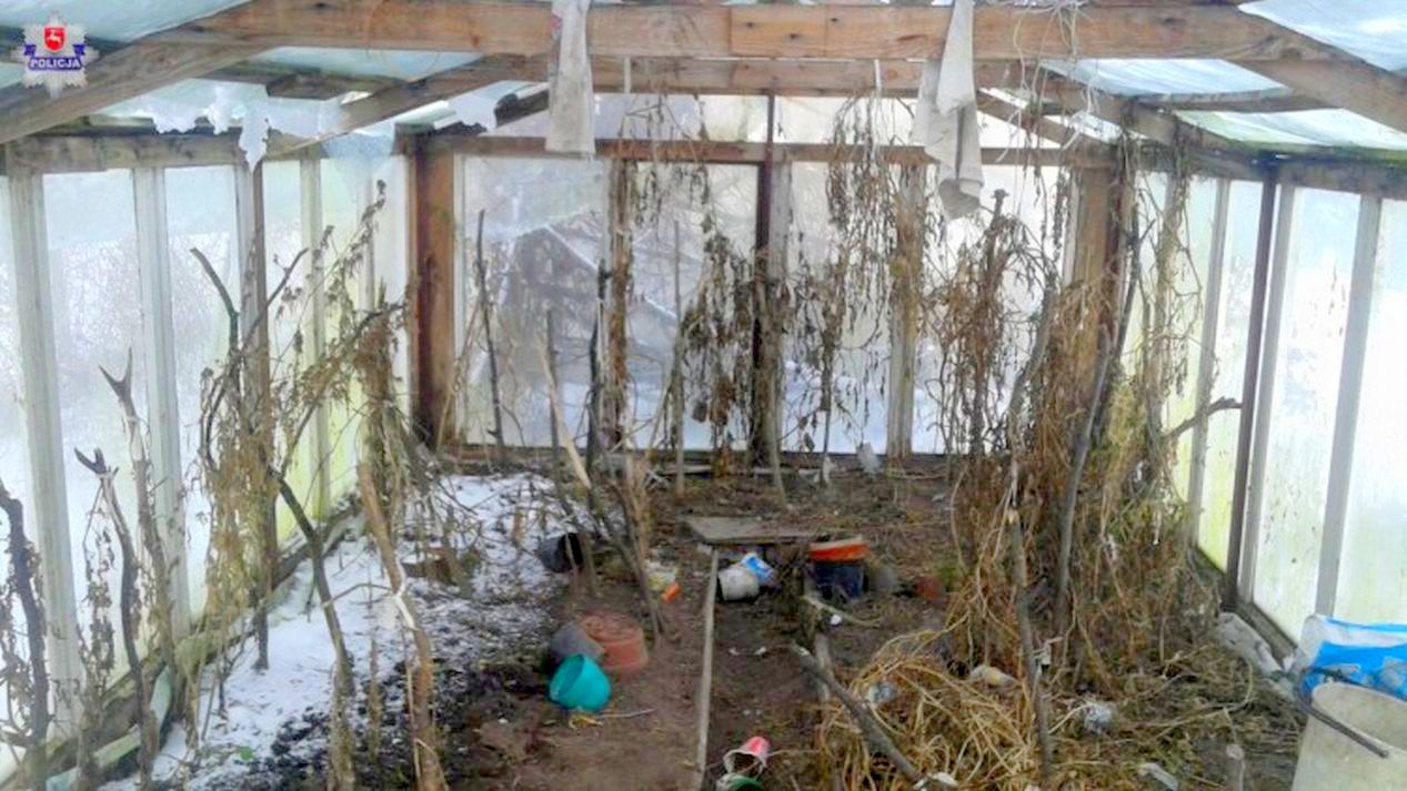 Plantacja marihuany w Horbowie