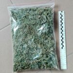 Plantacja marihuany w Horbowie