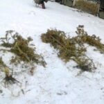 Plantacja marihuany w Horbowie