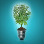 20 pomysłów na biznes konopny