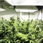 Uprawa konopi indyjskich w Olkuszu