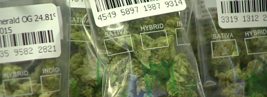 Upraw medycznej marihuany w Polsce nie będzie?!