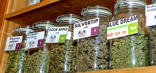 Upraw medycznej marihuany w Polsce nie będzie?!