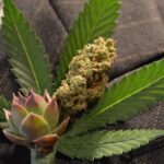 Cannabis Wedding Expo 2017