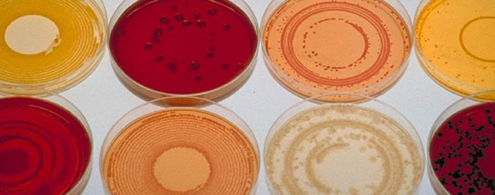 CBD posiada działanie antybakteryjne