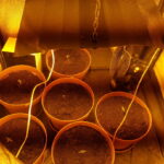 Hodowla marihuany ukryta w szafie