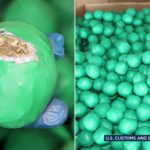 Marihuana ukryta w limonkach