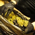 Marihuana w prezencie dla siostry