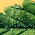 8 realnych zastosowań CBD