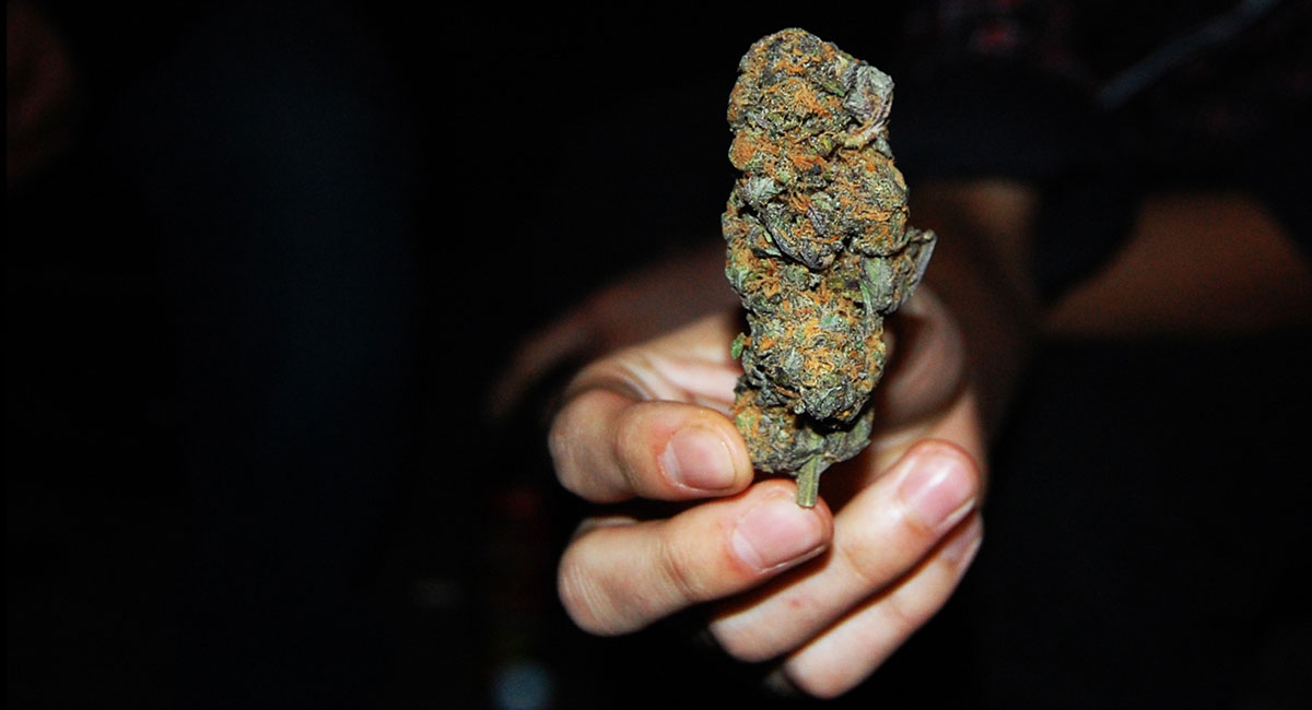 Syn handlował marihuaną ojca