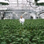 Uprawa marihuany w Holandii na dużą skalę