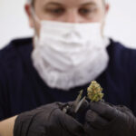 Fabryka marihuany Canopy Growth