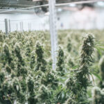 Fabryka marihuany Canopy Growth