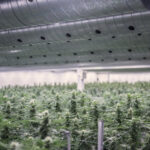 Fabryka marihuany Canopy Growth