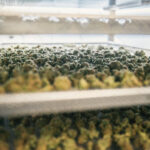 Fabryka marihuany Canopy Growth