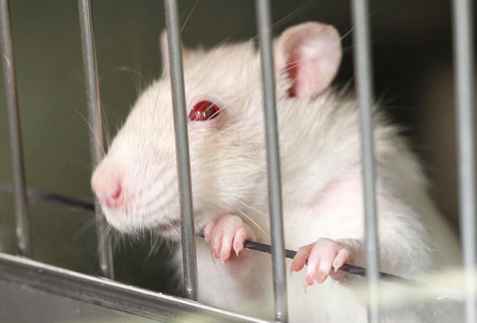 Wytrenowali mysz, by... szmuglowała marihuanę w więzieniu!