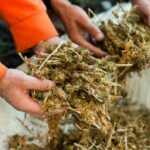 Ognisko z marihuany w Indonezji