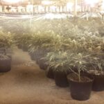 Plantacja marihuany pod Skierniewicami