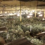 Plantacja marihuany pod Skierniewicami