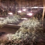 Plantacja marihuany pod Skierniewicami