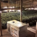 Plantacja marihuany pod Skierniewicami