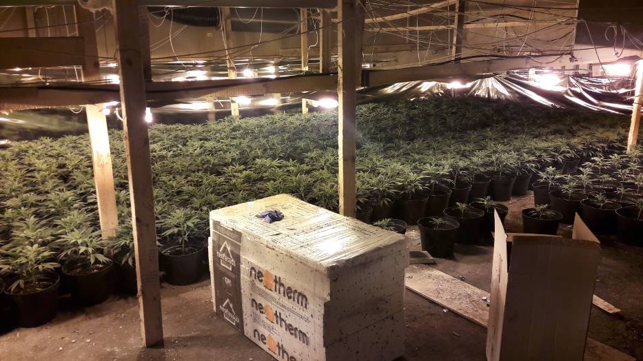 Plantacja marihuany pod Skierniewicami