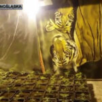 krzaki marihuany w Jeleniej Górze