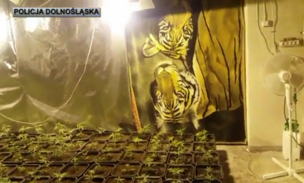 krzaki marihuany w Jeleniej Górze