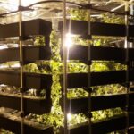 krzaki marihuany w Jeleniej Górze